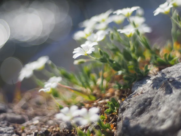 ハコベの花 — ストック写真