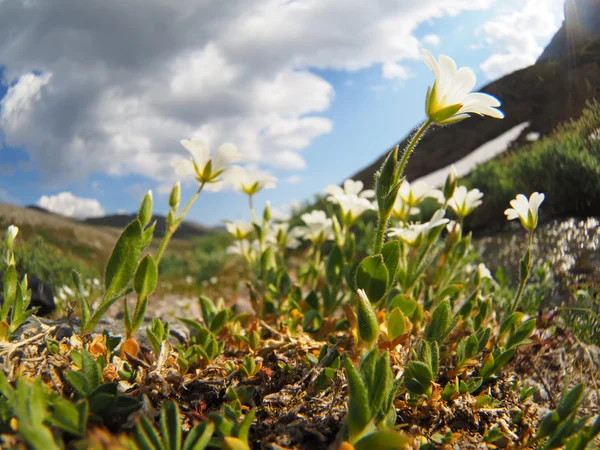 Chickweed kwiat — Zdjęcie stockowe