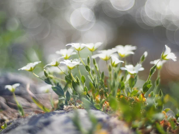 ハコベの花 — ストック写真