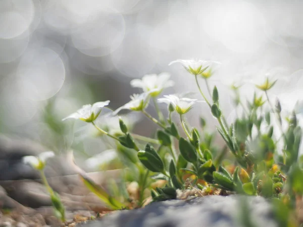 MARHALM blomma — Stockfoto