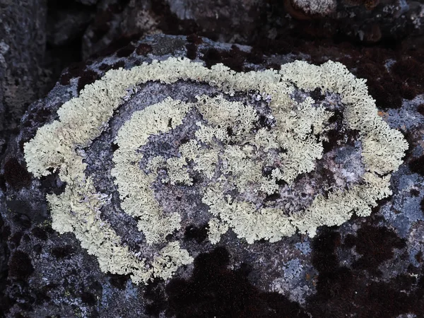 Lichene sulle rocce — Foto Stock
