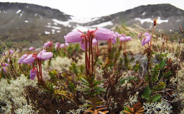 ツガザクラ属の花 — ストック写真