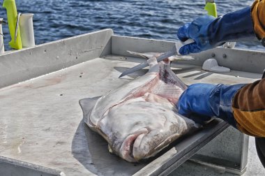 balıkçı temizlik alaskan halibut
