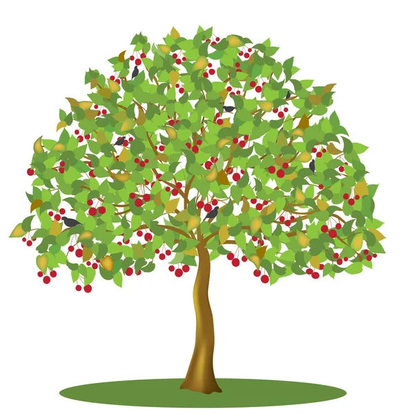 kiraz ağacının meyveleri ve beyaz arka plan üzerinde izole kuşlar