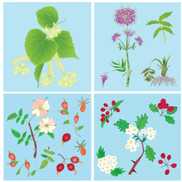 Set de plantas de oficina: tilo, valeriana, rosa de perro, espino — Vector de stock