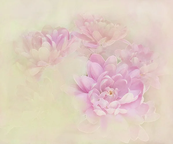 Gratulationskort med bukett lila krysantemum — Stockfoto