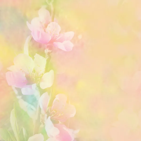 Şeftali çiçekleri ile çiçek renkli hazed tebrik kartı