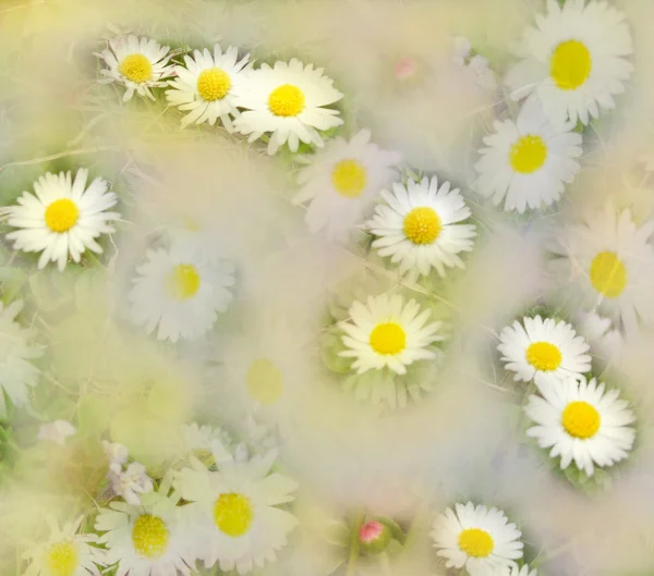 Fundo floral abstrato brilhante e hazed com camomila na grama — Fotografia de Stock