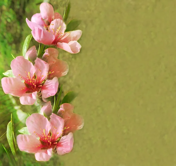 Вітальна квіткова старовинна листівка з персиковими квітами — стокове фото