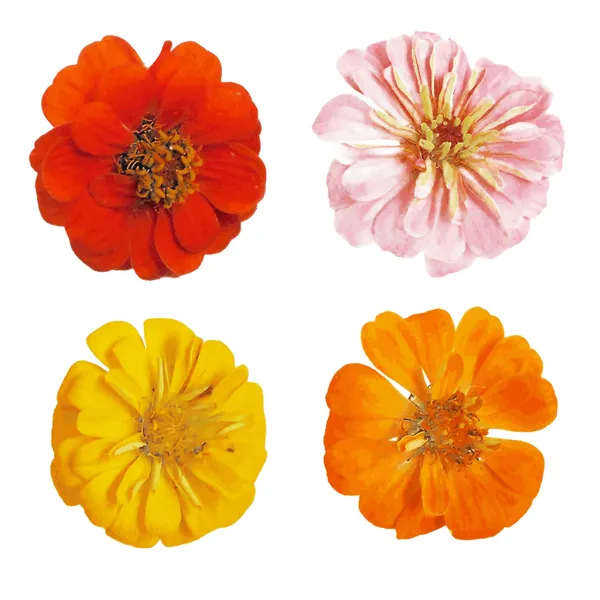 Conjunto de cuatro flores coloridas realistas de zinnia aisladas sobre fondo blanco — Vector de stock