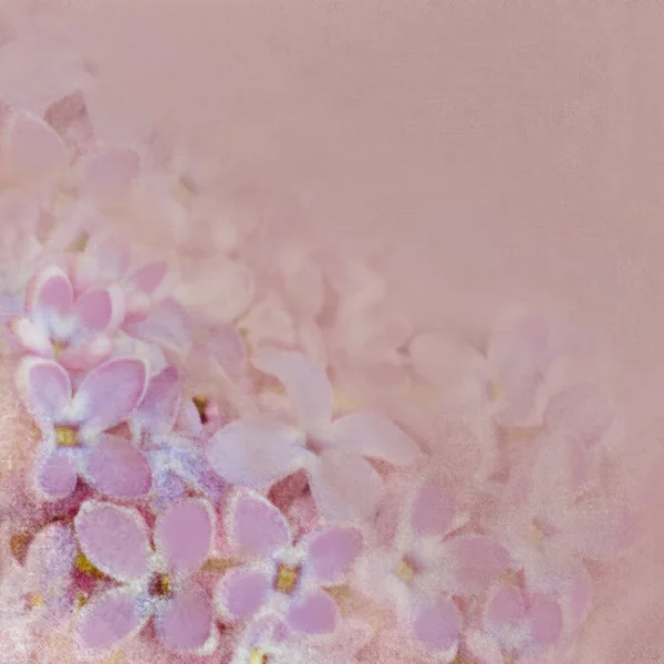 Tarjeta de felicitación floral con flores pequeñas violetas sobre fondo haze en colores pastel — Foto de Stock