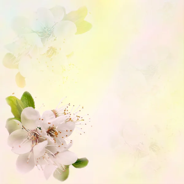 Saludo tarjeta floral con cerezo en flor sobre fondo brumoso manchado grunge en colores pastel —  Fotos de Stock