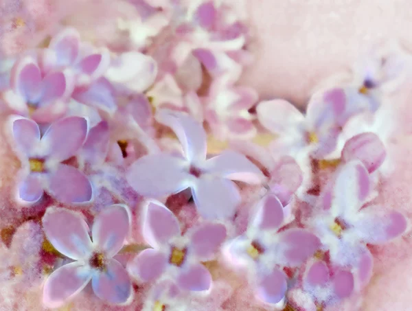 Grunge obarví květinové pozadí s Lila — Stock fotografie