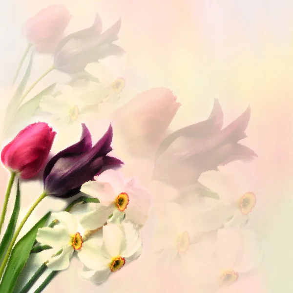 Вітальна листівка з тюльпанами і нарцисом на сильному фоні в пастельних тонах — стокове фото