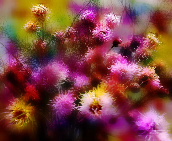 Fuzzy wild flowers in abstract colorful blurring design — Stock Photo, Image