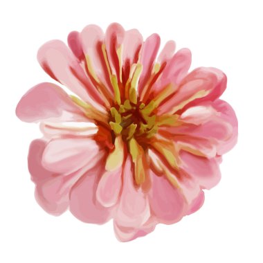 Beyaz arkaplanda pembe zinnia izole edilmiş