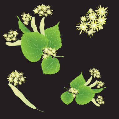 Floral seamless pattern with linden inflorescence on black background for web design