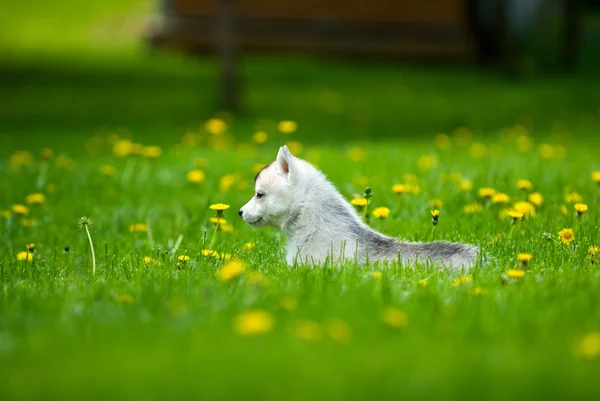 Siberian Husky — Stock Photo, Image