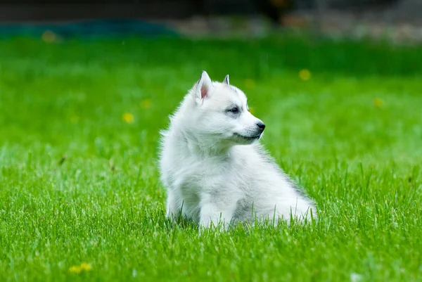 Siberian Husky Puppy — Stock Photo, Image