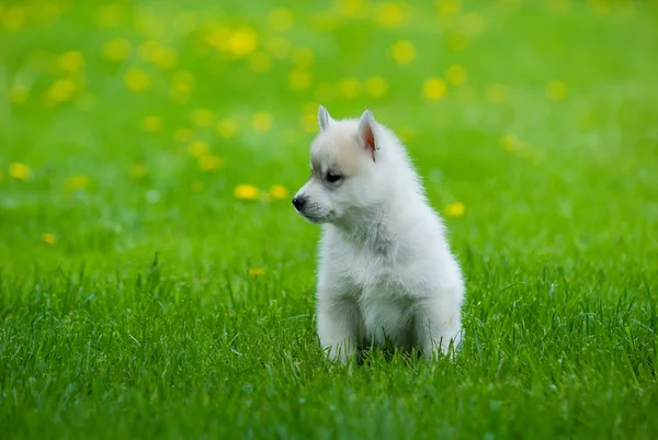 Siberian Husky Puppy — Stock Photo, Image