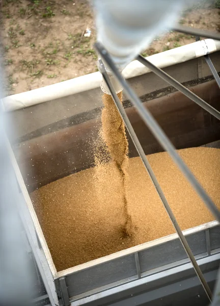 Carregamento de grãos — Fotografia de Stock
