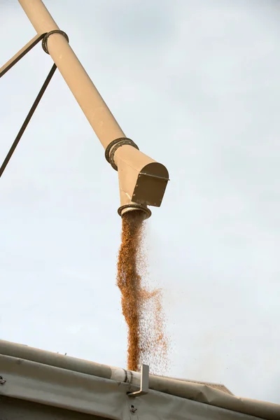 Loading grain — Stock Photo, Image