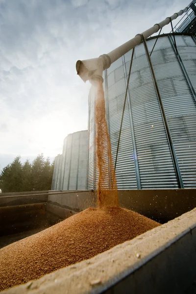 Loading grain — Stock Photo, Image