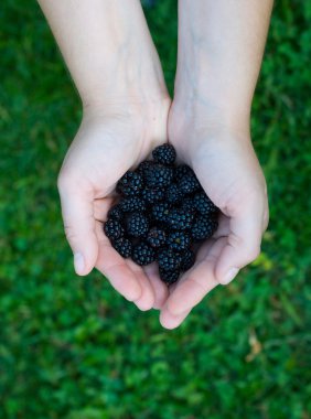 eller & böğürtlen