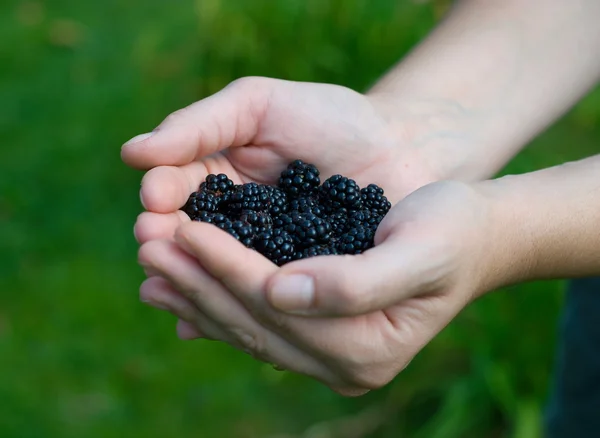 Hands & blackberries — Stock Photo, Image