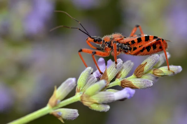 Zabójca bug na lawendy — Zdjęcie stockowe