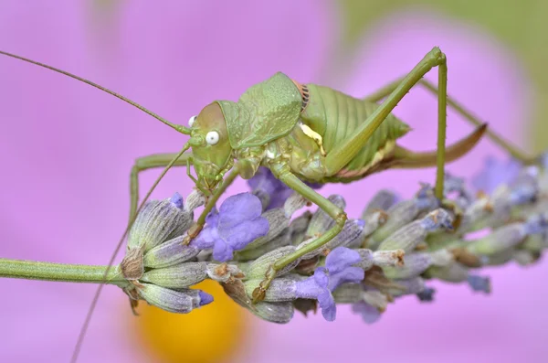 ラベンダーの花にバッタ — ストック写真