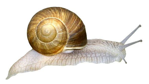 Isolated snail of Burgundy — Stock Photo, Image
