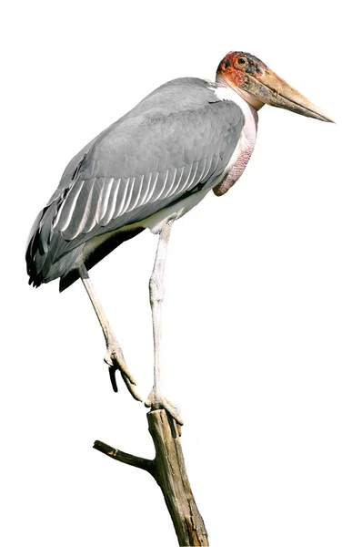 Isolated marabout stork on branch — Stock Photo, Image