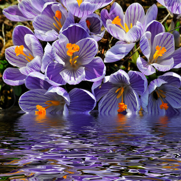 Crocus flowers above the water