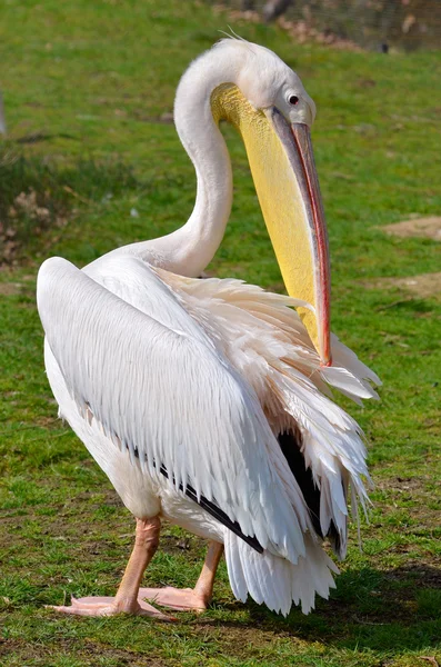 Vit Pelikan på gräs — Stockfoto