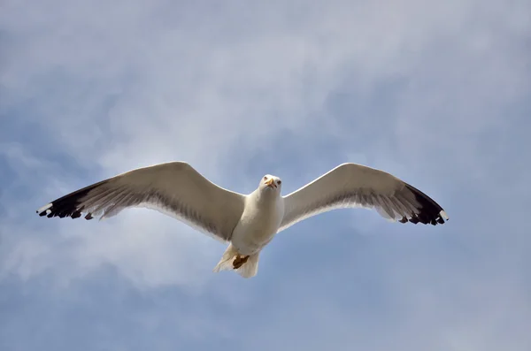 Mouette à pattes jaunes en vol — Photo