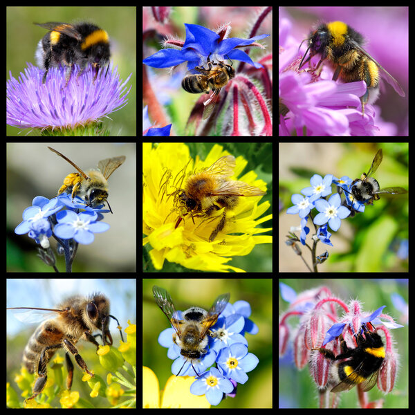 Bees and bumblebees mosaic