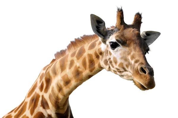 Isoliertes Porträt der Giraffe — Stockfoto