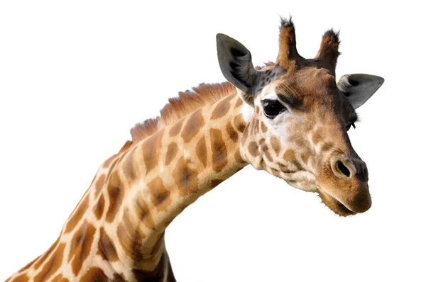 长颈鹿的孤立的肖像 免版税图库图片