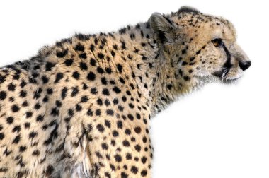 Afrika cheetah izole portresi