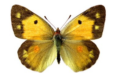 izole colias kelebek