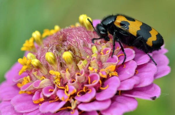 Macro mylabris escarabajo en flor — Foto de Stock