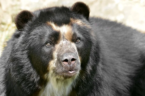 Retrato de urso andino — Fotografia de Stock