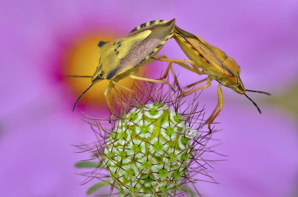 Accoppiamento di insetti scudo — Foto Stock