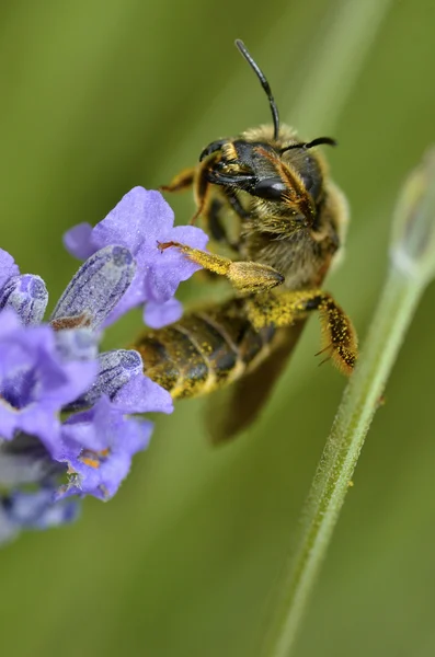 收集关于花的蜜蜂 — 图库照片