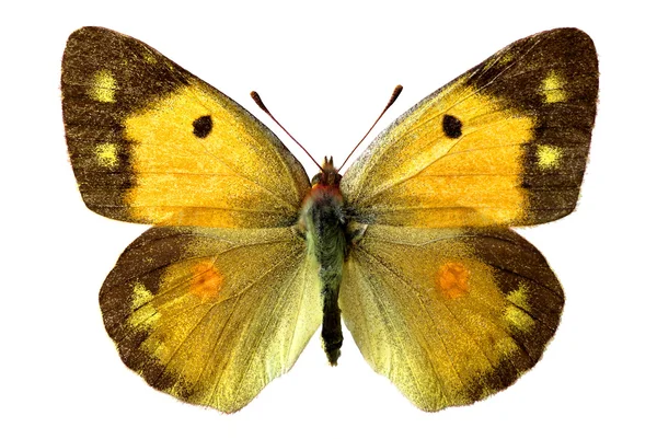 Geïsoleerde colias vlinder — Stockfoto