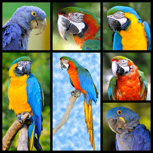 Mosaic photos of parrots — Stock Photo, Image