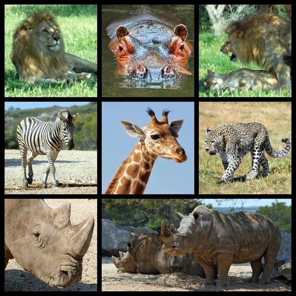 Multiple photos of giraffes — Stock Photo, Image