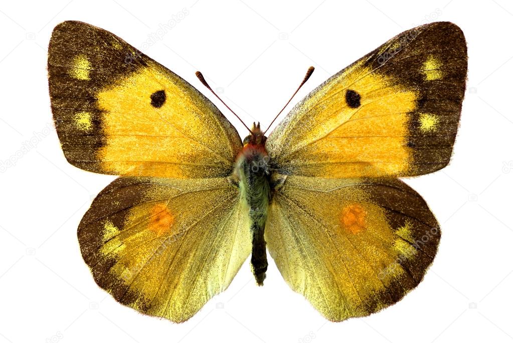 depositphotos_12226115-stock-photo-isolated-colias-butterfly.jpg