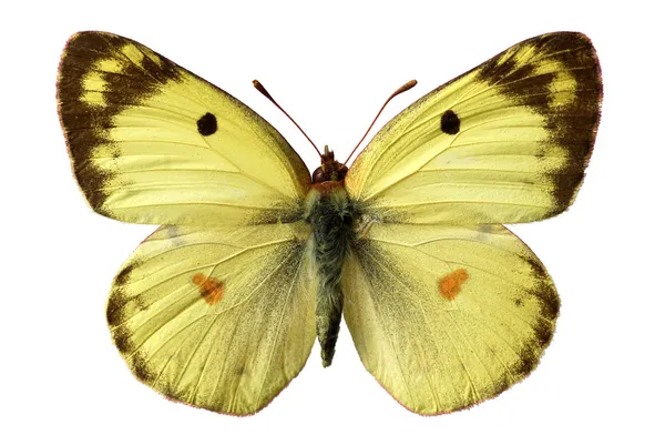 Απομονωμένη Berger; s συννεφιασμένο κίτρινο πεταλούδα — Φωτογραφία Αρχείου